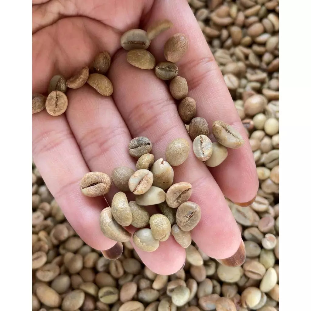 Kopi Robusta Cibeber Green bean Coffee Full Wash Kopi Robusta Cibeber